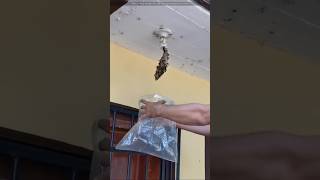 The easiest way to remove wasp hive [upl. by Yevrah]