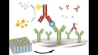 Understanding Immunoassay Analyses  Principles and Applications 4 Minutes Microlearning [upl. by Aicek]