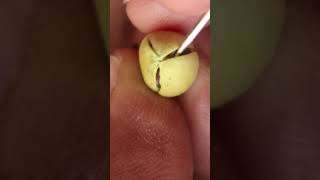 Whats Inside a Ripe Cardamom Pod [upl. by Idahs425]