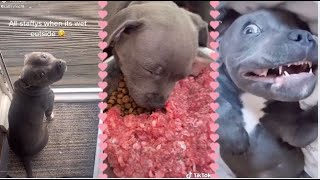 Best Staffordshire Bull Terrier Funny Compilation Videos  Try not to Laugh 😂  Fluffyfun [upl. by Abram]