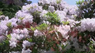 VanDusen Botanical Garden The Rhododendron Walk [upl. by Friedberg666]