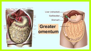 greater omentum [upl. by Padraic591]