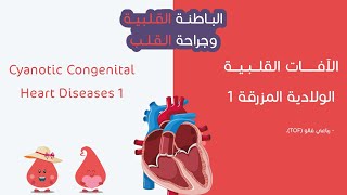 الآفات القلبية الولادية المزرقة 1 رباعي فالو T0F [upl. by Edgell]