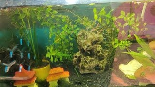 planted tank ecosystem ❤️ [upl. by Rentschler]