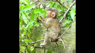 Best Actions Footages Of Baby LEO By The Pond Up The Tree Trying To Reach The Water Lovely Baby [upl. by Nimajneb]