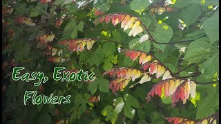 Growing Mina Lobata  Monday Magic 11th September 2017 [upl. by Tsepmet573]