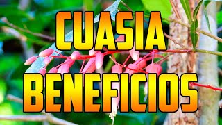 CUASIA benefits Quassia amara 🌿¿PARA QUE SIRVE  🌿Usos🌿 plants 🌿 video nature PAU AMARGO  QUINA [upl. by Yzeerb]