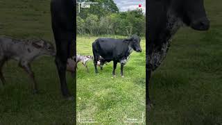 🔴 Vacas Lecheras ✅ Gado Leitero [upl. by Dan]