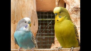 Hot Budgies Crazy Song Parakeets Singing Reduce stress blood pressure heart disorder hypertension [upl. by Ricardo]