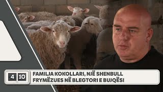 Familja Kokollari një shenbull frymëzues në blegtori e bujqësi [upl. by Armallas962]