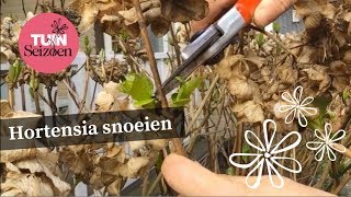 Hortensia snoeien  Tuinseizoen [upl. by Shanahan]