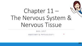 Chapter 11  Threshold amp Action Potentials [upl. by Dyun]