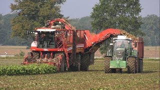 4K Rübenernte 2017 Fendt Vario 828 I Grimme Rexor 630 [upl. by Diandra320]