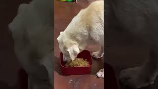 Toby eating Payless Xtra Big Pancit Canton 🤤🐶 [upl. by Hazaki]