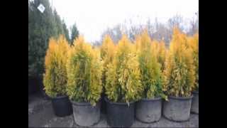 Forever Goldy® Arborvitae Thuja plicata 4EVER [upl. by Nojad]