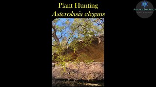 Plant Hunters  Searching for the threatened Asterolasia elegans  Parr State Conservation Area [upl. by Court582]