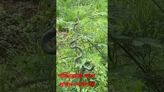 বিশাল বড় পঙ্খিরাজ সাপ জীবনে প্রথম দেখলাম A huge pankhiraj snake [upl. by Notsuj857]