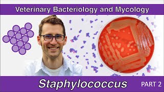 Staphylococcus Part 2  Veterinary Bacteriology and Mycology [upl. by Weywadt]