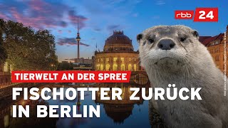 Naturschützer sichten vermehrt wieder Fischotter in Berlin [upl. by Goldberg931]