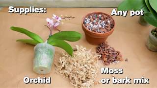 How to Repot an Orchid [upl. by Oicinoid]