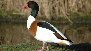 Life cycle of the shelduck  WWT Slimbridge [upl. by Eihtur]