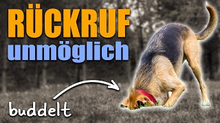 Hund hört nicht wenn er buddelt  DAS ist die Ursache [upl. by Suoivatra552]