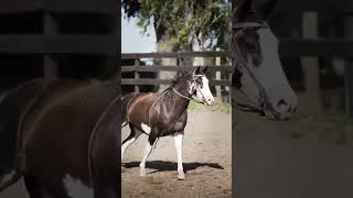 Criollo vs Quarter Horse  Cost Comparison shorts horses [upl. by Frida]