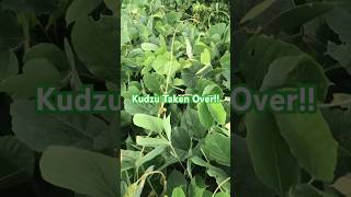 Kudzu Plant Invasion kudzu plants plantshorts invasivespecies plants viralshorts [upl. by Adali]