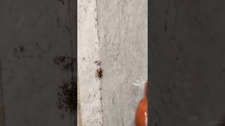 How To Make Homemade ANT KILLER [upl. by Mulcahy]