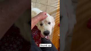 Get you someone who looks at you the way Smoky does puppy cute fyp asmr funny dog goldens [upl. by Akanke]