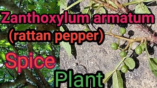 Xanthoxylum armatum prickly ash  toothache Rutaceae family [upl. by Henriette]