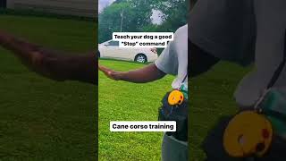 How old do you think this puppy is dog training fun education [upl. by Andra]