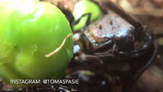 CLOSE UP HISSING COCKROACH EATING A PEA [upl. by Desirea]