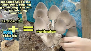 whatChicken feeds and cardboard for growing volvariella mushroommust watch [upl. by Navak]