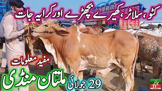 Multan Cow Mandi Fresh Latest Update 29072024  Cow Mandi 2024  Pure Cholistani Sahiwal Bachre🔥 [upl. by Ayalat]