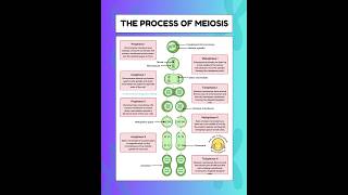 The process of MeiosisPhases of Meiosis meiosis biology [upl. by Prospero]