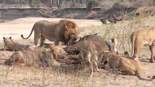 Two male lions fight following buffalo kill [upl. by Osicran]