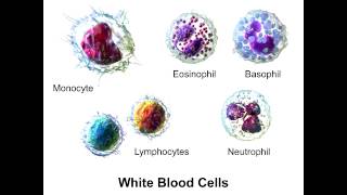 Neutrophils  PolyMorphoNuclear Neutrophils [upl. by Buke821]