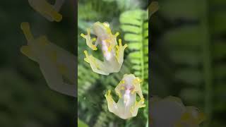 Seethrough glass frog has heart you can see beating [upl. by Audras]