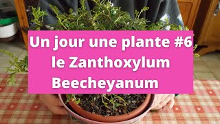 Un jour une plante 6 le Zanthoxylum Beecheyanum [upl. by Ordnas549]