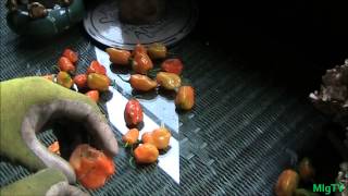 Simplest Method For Stringing Peppers [upl. by Amberly]