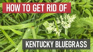 How to Get Rid of Kentucky Bluegrass Weed Management [upl. by Herv]