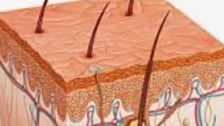 The skin amp subcutaneous tissue [upl. by Nwahsiek]