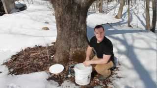 How to Make Maple Syrup [upl. by Anaujnas792]