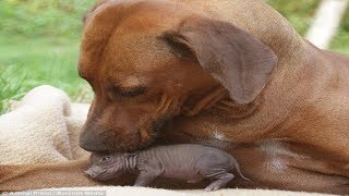 Giant farm dog saves baby pigs bacon by adopting it as one of its own [upl. by Anayra]