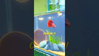 🙀 Betta Fish Tank Setup  Fintastic ytshorts shorts bettafish [upl. by Alimhaj9]