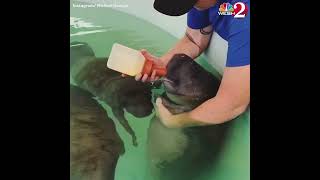 Adorable video shows baby manatee being bottle fed [upl. by Eirene]