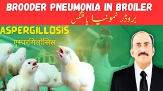 Aspergillosis in poultry  Fungal infection  🦠 एस्परगिलोसिस Esparagilosis [upl. by Hsuk]