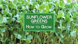 How to Grow Sunflower Sprouts A Tasty ChorophyllRich Protein Source [upl. by Natsirk]