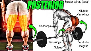 5 Best POSTERIOR CHAIN Exercises for Mass  9999 RESULTS [upl. by Harty]